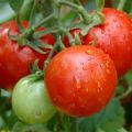 Description de la variété de tomate Valya, ses caractéristiques et son rendement