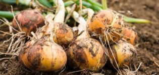 Behandlung von Zwiebelkrankheiten mit Volksheilmitteln, Rezepte zu deren Bekämpfung
