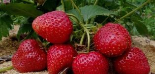 Description of remontant strawberries of the Selva variety, planting and care