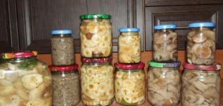 Wie man weiße Pilze kalt und heiß salzt