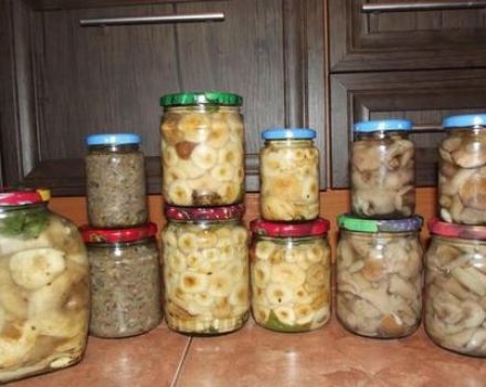 Wie man weiße Pilze kalt und heiß salzt