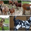 Description et laitance des chèvres de race nubienne, leur couleur et coût approximatif
