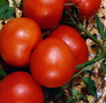Eigenschaften und Beschreibung der Tomatensorte Lakomka