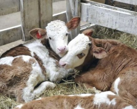 Ursachen der Nabelsepsis in der Wade, Behandlung und Vorbeugung von Entzündungen