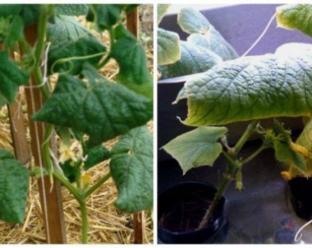 Pourquoi les feuilles de concombre s'enroulent-elles vers l'intérieur et que faire