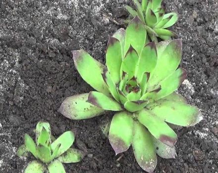 Plantation et entretien des juvéniles en plein champ, reproduction et élevage