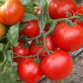 Caractéristiques et description de la variété de tomate Sunrise, son rendement