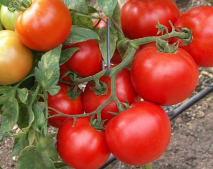Caractéristiques et description de la variété de tomate Sunrise, son rendement