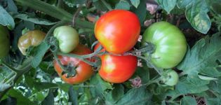Caractéristiques et description de la variété de tomate Moskvich, son rendement