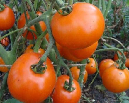 Description de la variété de tomate branche Tsarskaya et ses caractéristiques