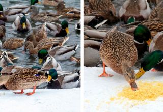 Est-il possible de donner des graines aux canards et comment bien nourrir les graines de tournesol