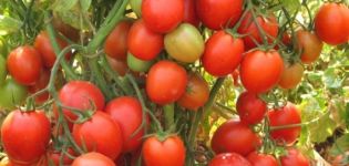 Description de la variété de tomate Frégate écarlate f1, ses caractéristiques et sa productivité