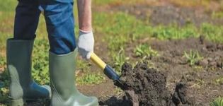Comment faire un jardin pour les concombres en plein champ de vos propres mains