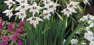 Descriptions et variétés de glaïeuls ou acidants parfumés, règles de plantation et d'entretien