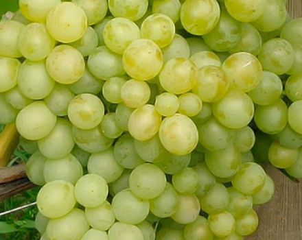 Description et caractéristiques du cépage Delight et de ses cépages, caractéristiques de plantation et d'entretien