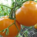 Description de la variété de tomate Orange miracle et ses caractéristiques