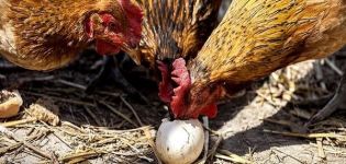 Où sont les protéines et comment donner correctement des protéines aux poulets