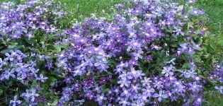 Description de la variété de clématites Arabella, technologie de plantation et soins