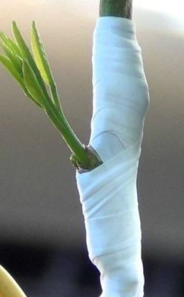 Comment bien greffer un citron à la maison pour qu'il porte ses fruits