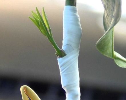 Wie man eine Zitrone zu Hause richtig pflanzt, damit sie Früchte trägt