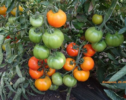 Characteristics and description of the author's tomato seeds from the breeder Myazina