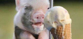 Wie man Ferkel zu Hause füttert, um schnell zu wachsen