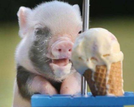 Wie man Ferkel zu Hause füttert, um schnell zu wachsen