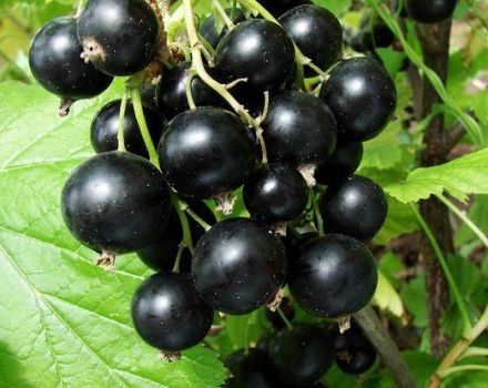 Description et caractéristiques de la variété de cassis Venus, culture et entretien