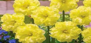 Description et caractéristiques du narcisse Sunny Side Up, règles de plantation et d'entretien