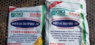 Anleitung zur Verwendung von Fitosporin für Gurken, wie zu verarbeiten