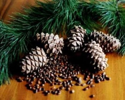 Zu Hause eine Nusszeder pflanzen, anbauen und pflegen