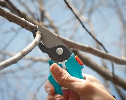 Quand et comment tailler correctement les poires et former une couronne pour les débutants