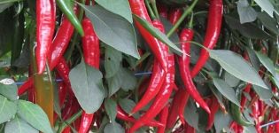 Description des variétés de piments forts en pleine terre