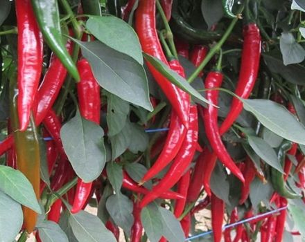 Description des variétés de piments forts en pleine terre