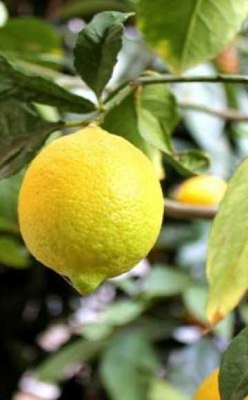 Description du citron Novogruzinsky, règles de plantation et d'entretien à la maison