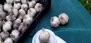 Description de la variété d'ail azur, caractéristiques de culture et d'entretien