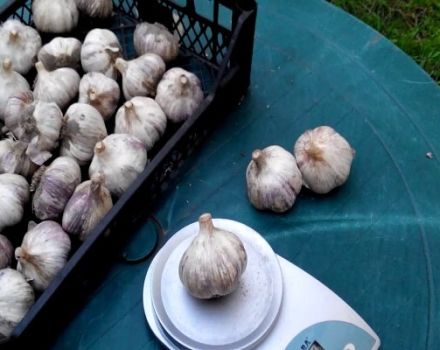 Description de la variété d'ail azur, caractéristiques de culture et d'entretien