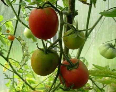 Beschreibung der Tomatensorte Syzran Pipochka, Anbau und Pflege