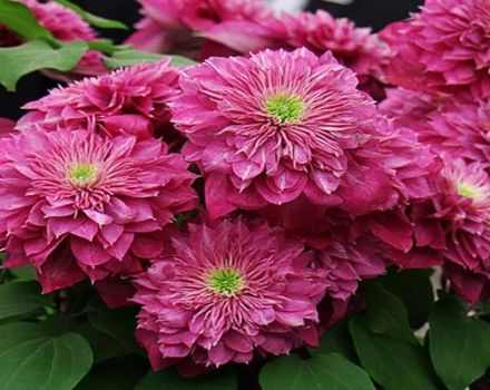 Beschreibung und Eigenschaften von Kaiser Clematis, Pflanzung und Pflege