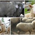 Description et caractéristiques des moutons du Caucase, caractéristiques du contenu