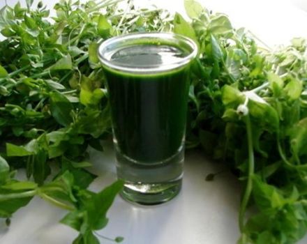 Propriétés médicinales et contre-indications de l'herbe de cloporte, avantages et inconvénients pour la santé