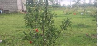 Pourquoi le pommier ne pousse pas en hauteur sur le site après la plantation et que faire