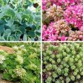 Description des variétés et types de fleurs orpin (sedum), plantation et entretien en plein champ