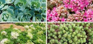 Description des variétés et types de fleurs orpin (sedum), plantation et entretien en plein champ