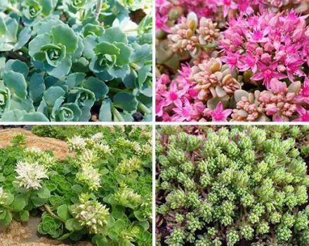 Description des variétés et types de fleurs orpin (sedum), plantation et entretien en plein champ