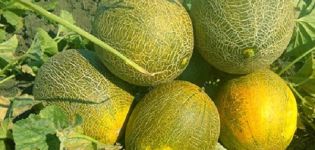 Description variété de melon Cendrillon, ses caractéristiques et son rendement