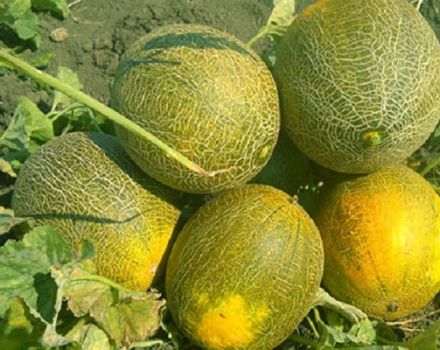 Beschreibung Sorte der Melone Aschenputtel, ihre Eigenschaften und Ertrag