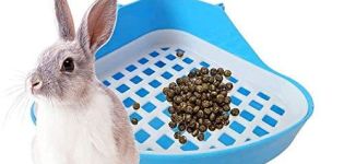 Comment entraîner votre lapin à utiliser la litière à la maison et ce qu'il ne faut pas faire