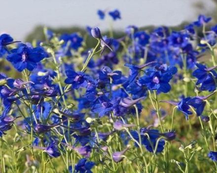Planter, cultiver et entretenir un delphinium vivace en plein champ