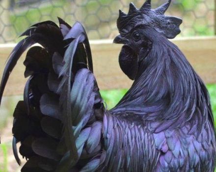 Caractéristiques et description de la race de poulet Uheyiluy, entretien et production d'œufs